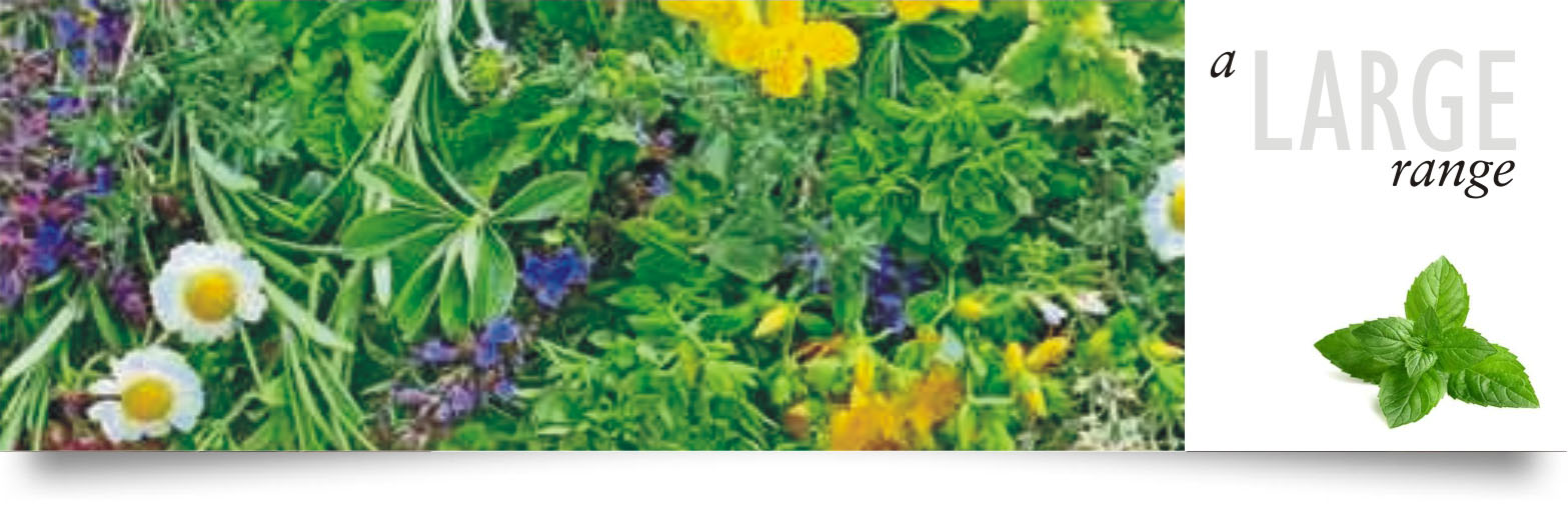 herbs